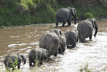 African elephant crossing Mara River von Danita Delimont