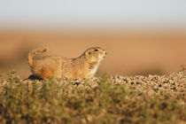 Black-tailed Prairie Dog (Cynomys ludovicianus) at a burrow in a prairie dog town by Danita Delimont
