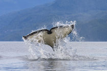 Orca Whale (killer whale) tail on Johnstone Strait von Danita Delimont