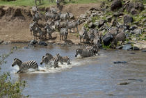 Mara River wildebeest and common zebra crossing von Danita Delimont