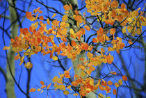Aspen leaves that have taken on an unusual orange color in the fall by Danita Delimont