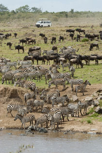 Mara River wildebeest and common zebra crossing von Danita Delimont