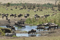 Wildebees at water hole von Danita Delimont