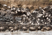 Crossing river with Common Zebra von Danita Delimont