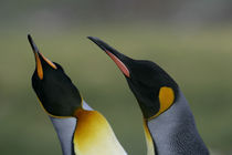 King penguins in courtship display von Danita Delimont