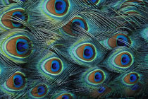 Pattern in male peacock feathers by Danita Delimont