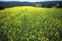 Beautiful yellow flower covered fields of San Gimignano in Tuscany Italy von Danita Delimont