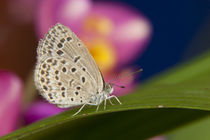 The pale grass blue Butterfly (Pseudoszizeeria maha maha) on Leaf von Danita Delimont