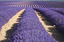 Rows of lavender in bloom von Danita Delimont