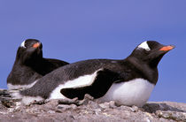 Gentoo Penguins (Pygoscelis papua) von Danita Delimont