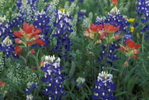 Bluebonnets and Paintbrush in bloom von Danita Delimont