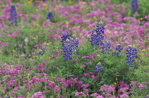 Bluebonnets among phlox von Danita Delimont