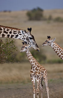 Maasai Giraffe (Giraffe Tippelskirchi) as seen in the Masai Mara by Danita Delimont