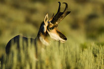 A Pronghorn buck (Antilocarpa americana) von Danita Delimont