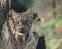 Lynx in the wild von Danita Delimont