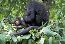 Gombe NP Female chimpanzee (Pan troglodytes) Mother in nest grooming infant daughter by Danita Delimont