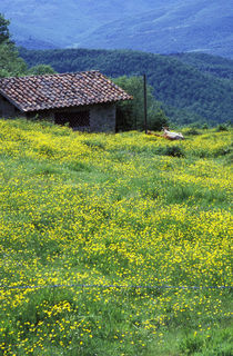 Flowers in field with cows and house by Danita Delimont