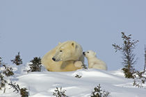 Polar bear cub trying to get mother's attention von Danita Delimont