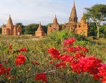 A Bagan temple complex by Danita Delimont