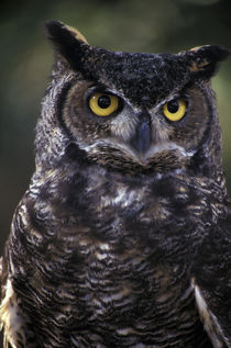 Great Horned Owl (Bubo virginianus) von Danita Delimont