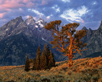 A lone cedar tree is colored by early morning sun at Grand Teton National Park in Wyoming von Danita Delimont