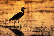 Intermedia) fishes in Khwai River at sunset von Danita Delimont