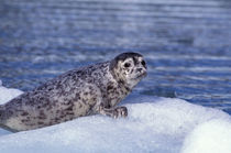 Harbor seal pup on ice von Danita Delimont