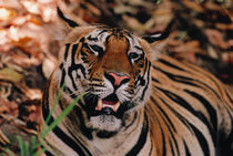 Bengal Tiger Portrait von Danita Delimont