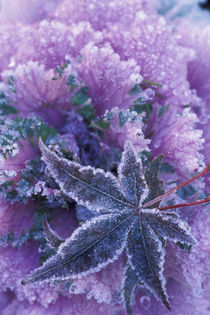 Mill Creek Frost-covered shrubs and maple leaf von Danita Delimont