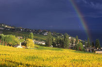 Rainbow over Vineyard by Danita Delimont