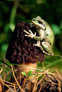 Treefrog on Morel von Danita Delimont