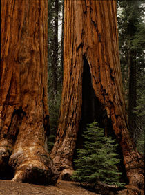 Sequoia National Park von Danita Delimont