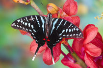 Sammamish Washington Tropical Butterflies photograph of Graphium colonna the Black Swordtail Butterfly on Orchid by Danita Delimont
