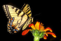 Detail of a captive western tiger swallowtail butterfly feeding on flower von Danita Delimont