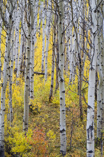 Aspen grove in peak fall color in Glacier National Park in Montana by Danita Delimont