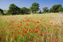 Meadow with Summer Poppies and Oak Trees in Tuscany by Danita Delimont
