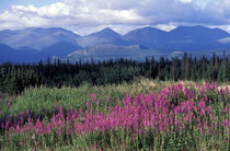 Fireweed blooms near Kluane National park von Danita Delimont