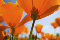 Close UP of California Poppy With Blue Sky von Danita Delimont