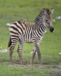 Zebra colt at Ngorongoro Crater in the Ngorongoro Conservation Area by Danita Delimont