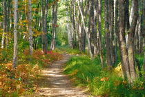 Jessup trail in Acadia National Park von Danita Delimont