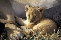 Six week old Lion cub (Panthera leo) von Danita Delimont