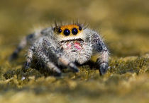 Close-up of jumping spider von Danita Delimont