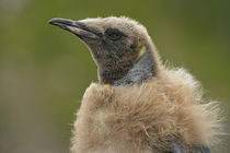 Close-up profile of molting king penguin chick or oakum boy by Danita Delimont