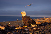 Southcentral Alaska by Danita Delimont