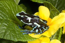 Close-up of poison dart frog on plants by Danita Delimont