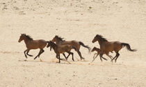 Group of running wild horses on the Namib Desert by Danita Delimont