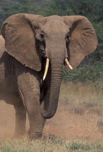 African Elephant by Danita Delimont