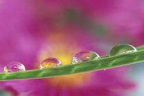 Image of asters formed in water droplets von Danita Delimont