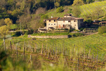 Near Greve in the Chianti region of Tuscany of Italy von Danita Delimont