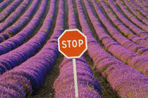 Rows of lavender and stop sign von Danita Delimont
